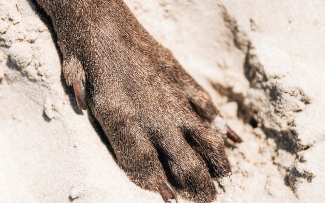 Novas multas aumentam penalidades por maus-tratos e abandono de animais em Araraquara