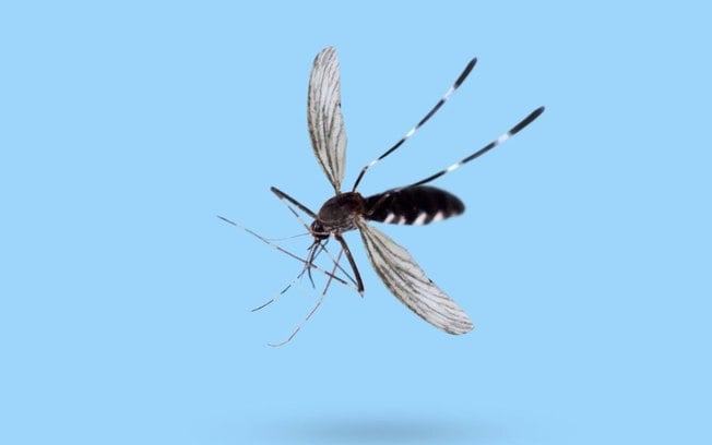 Mosquito da dengue só pica à noite? 3 comportamentos inusitados do Aedes aegypti