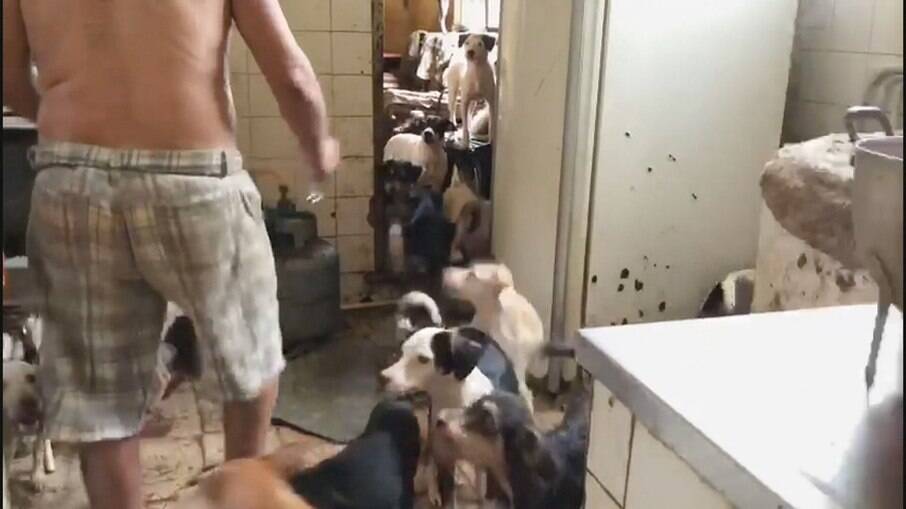 Cães aglomerados em casa no Rio de Janeiro