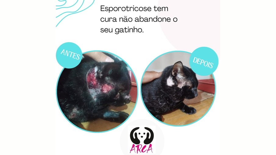Um dos gatos socorridos pela ARCA Um dos gatos socorridos pela ARCA