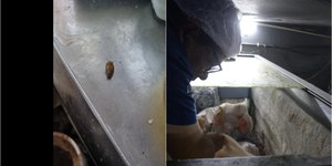 Bares e restaurante com baratas e fezes de rato são interditados