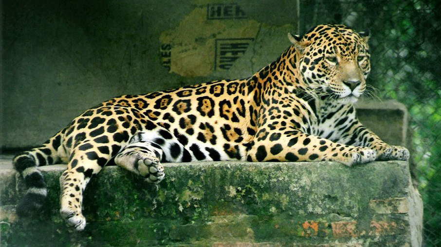 Onça-pintada é o maior felino das Américas; animal matou égua e atacou homem na zona rural de Porto Velho Onça-pintada é o maior felino das Américas; animal matou égua e atacou homem na zona rural de Porto Velho