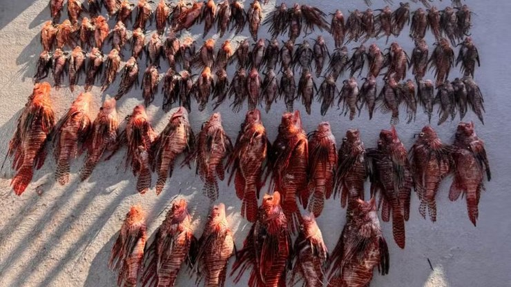 Mergulhadores capturam 138 peixes-leão em Pernambuco