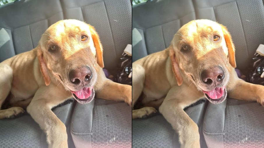 O pequeno labrador correu atrás do carro da creche