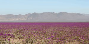 Deserto fica coberto de flores após chuvas provocadas por El Niño