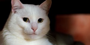 Gato espirrando muito pode ser um sinal de alerta; saiba o que fazer