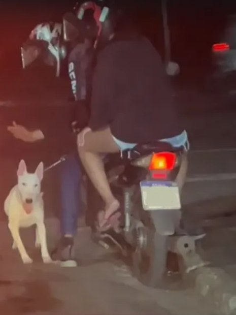 Homem agride cachorro e faz animal correr amarrado a moto em PG