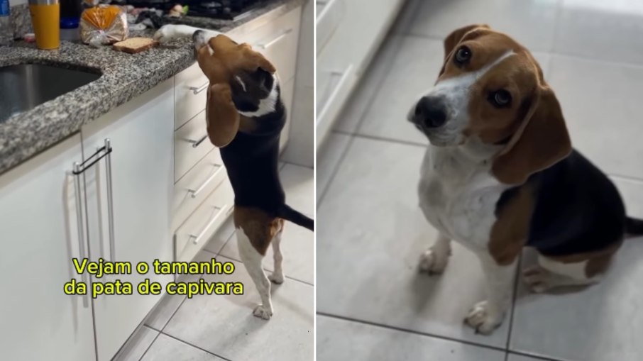 Cachorro beagle tenta Cachorro beagle tenta
