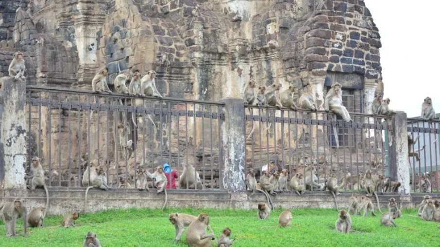Lop Buri: A cidade tailandesa dominada por macacos Lop Buri: A cidade tailandesa dominada por macacos