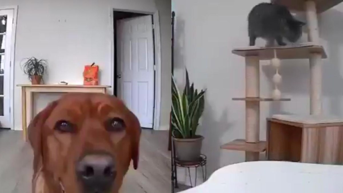 Cachorro e gato