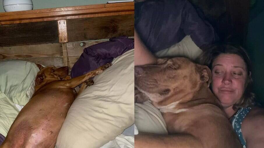 Julie e o marido acordaram e perceberam que havia um cachorro estranho na cama junto com eles