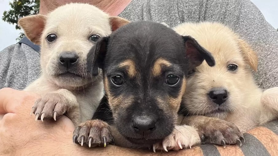 Elas foram encontradas abandonadas no meio do nada