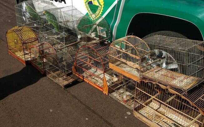 Operação Canário Pistola da Polícia Ambiental do Paraná resgatou 98 pássaros que estavam em posse de traficantes em cinco cidades