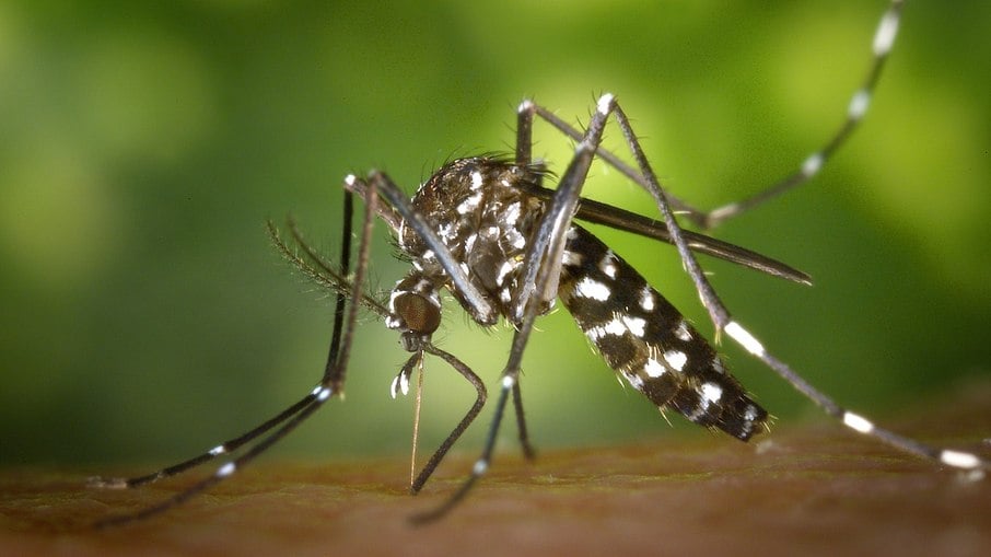 Anvisa aprovou nova vacina contra a dengue nesta quinta-feira (2)