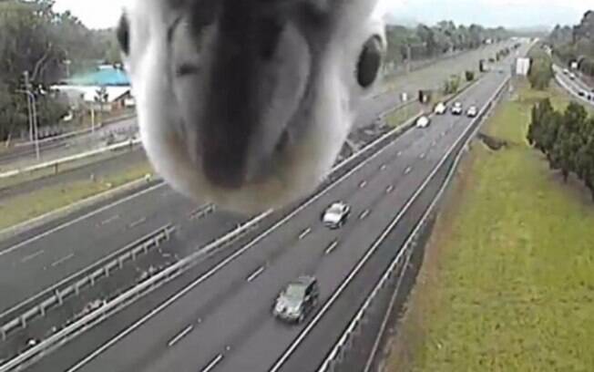 Cacatua encontra câmera de trânsito e se diverte durante alguns segundos