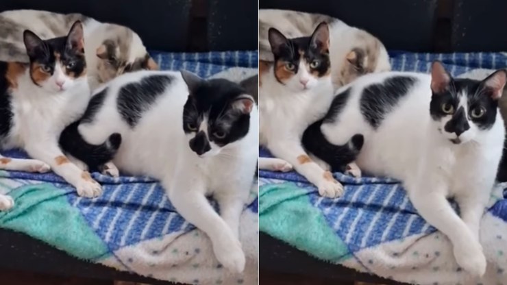 Tr%C3%AAs%20gatos%20posam%20juntos%20no%20sof%C3%A1%20e%20surpreendem%20tutora