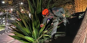 Bombeiros fazem rapel para resgatar gato em Ilhabela