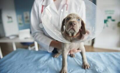 Alergista indica o melhor tratamento para a atopia canina