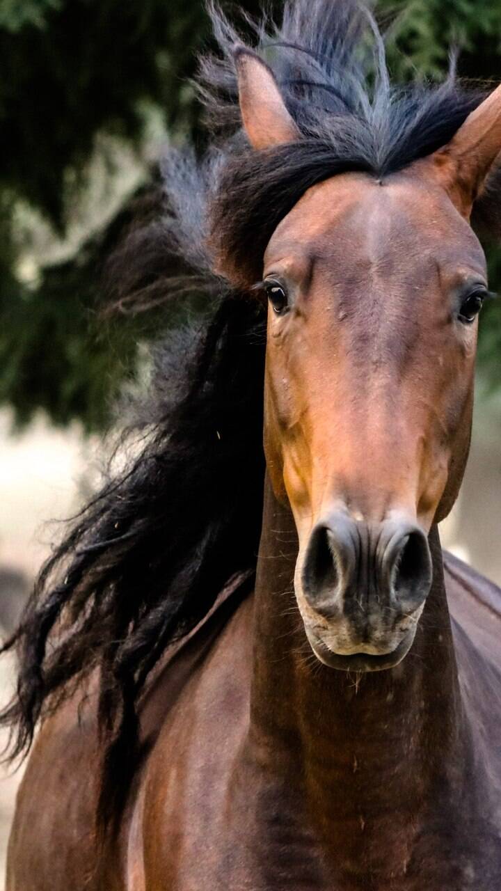 10 curiosidades fascinantes sobre os cavalos, Guia de Bichos