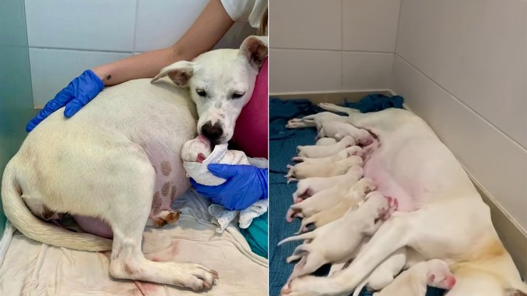 Cachorrinha resgatada emociona ao dar à luz 14 filhotes