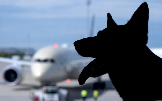 Serviço autoriza passageiros a levarem cães de grande porte, como pastores alemães, em voos dentro da Itália