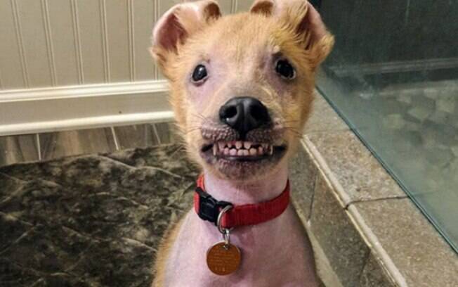 Chupey é um cachorro com defeitos de nascença que está sempre sorrindo 
