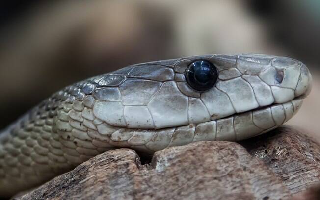 Mamba-negra é uma das cobras mais perigosas do mundo.