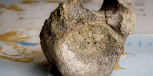 Primeiro fóssil de dinossauro da Antártida é identificado