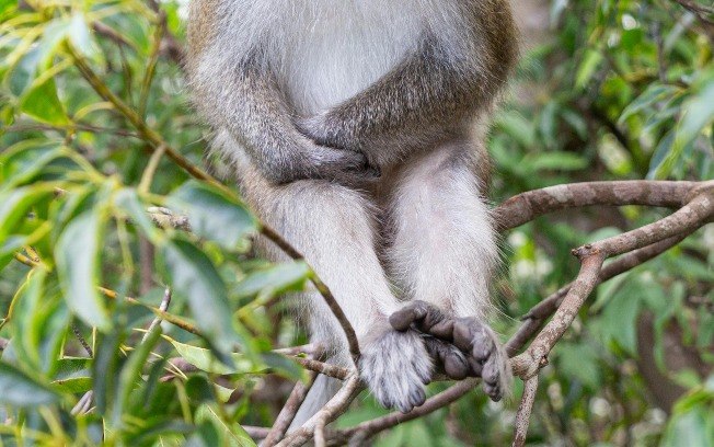 Em espécies de macacos, o uso das mãos costuma ser mais equilibrado entre direita e esquerda