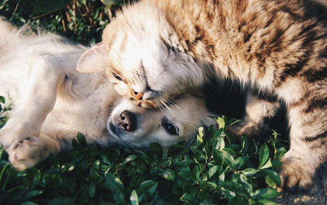 Campanha alerta para doença renal em pets no Brasil
