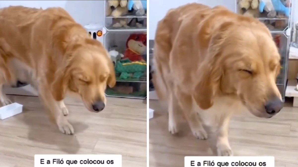 Vídeo: cachorra encanta ao 'sair de mansinho' para não acordar filhotes