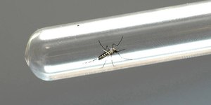 UFRJ desenvolve teste inovador para diagnóstico de dengue