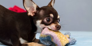 Brincadeira dolorida: como fazer o seu cachorro parar de morder