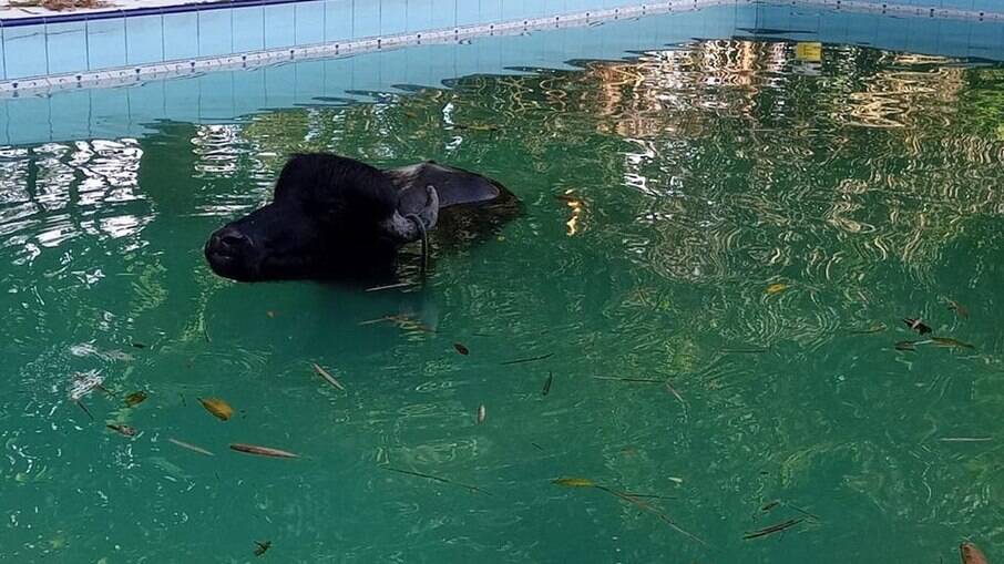 Búfalo de 500 kg cai em piscina, em Manaus
