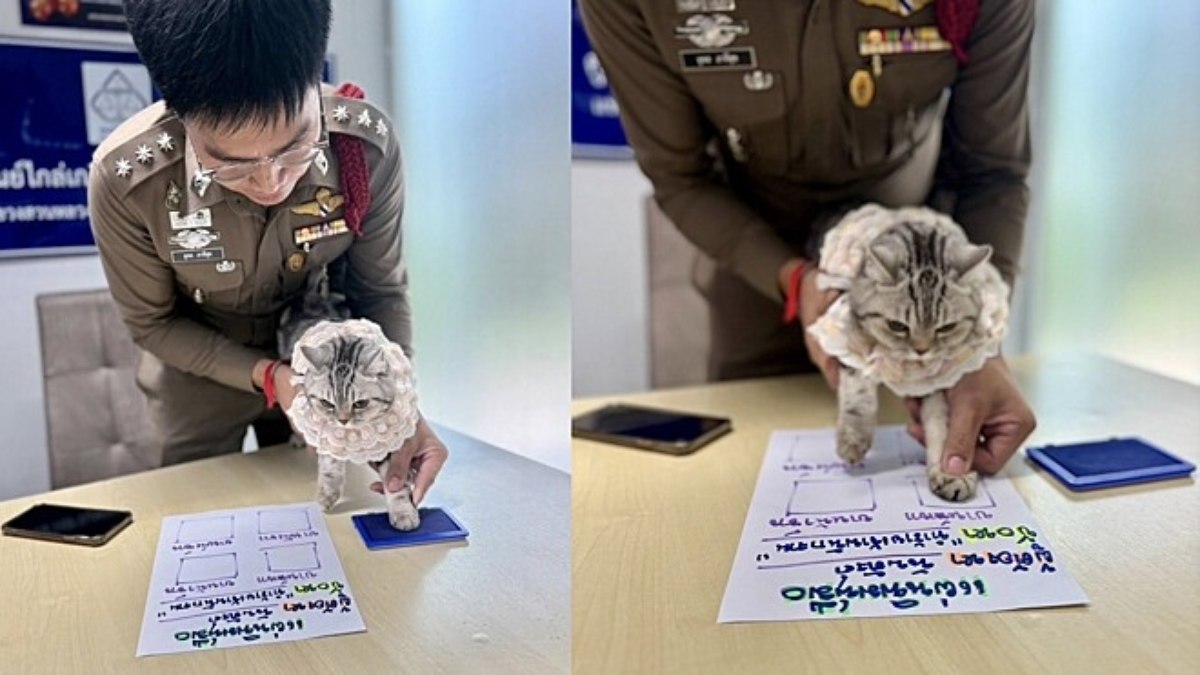 Postagem sobre a gata Postagem sobre a gata