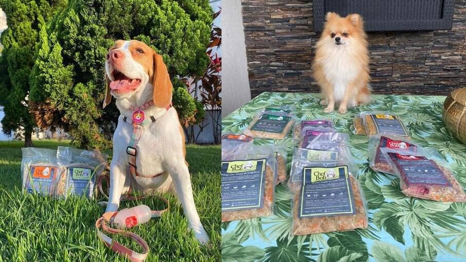 Cachorros diabéticos ganham cardápios de alimentação especial; menus incluem alimentos ricos em fibras e com baixo nível glicêmico