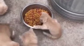 Gato guloso não permite que colegas acessem pote de ração