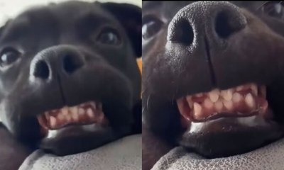 Cachorro viraliza ao sorrir e mostrar os dentes