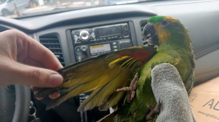 Traficantes pintaram e cortaram penas das asas e da cauda das maritacas.