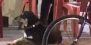 Cão fujão vira "freguês mais fiel" de bar em Itajaí (SC)