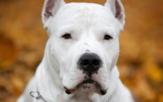 O Dogo argentino é um cão de grande porte