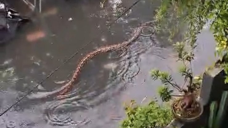 Vídeo: cobra gigante nada em rua alagada e assusta moradores