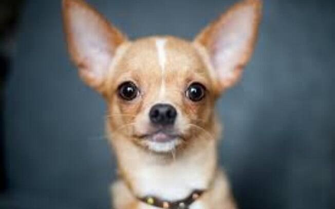 O Chihuahua é um dos menores cachorros do mundo 
