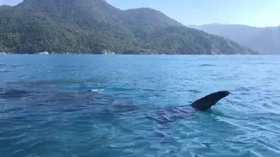 Tubarão-baleia em Ilhabela