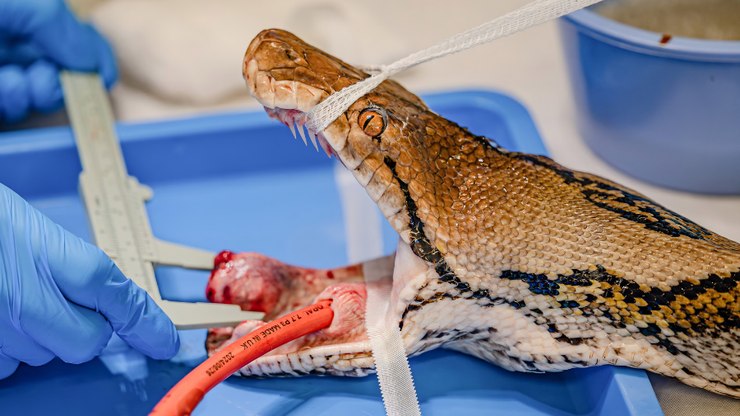 Zoólogos curam câncer de cobra gigante com quimioterapia inédita