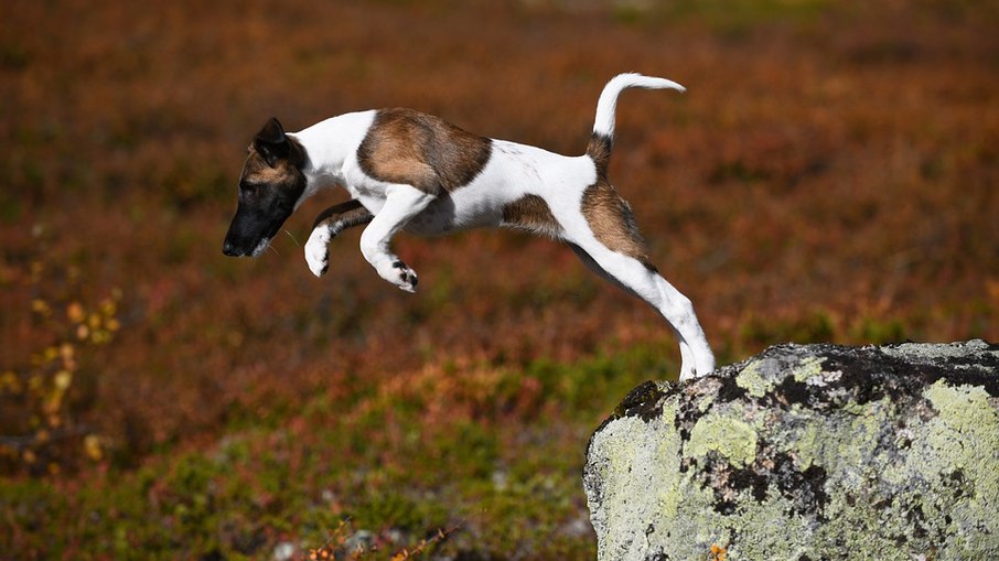 O Fox Terrier é um cãozinho de porte pequeno com muita energia