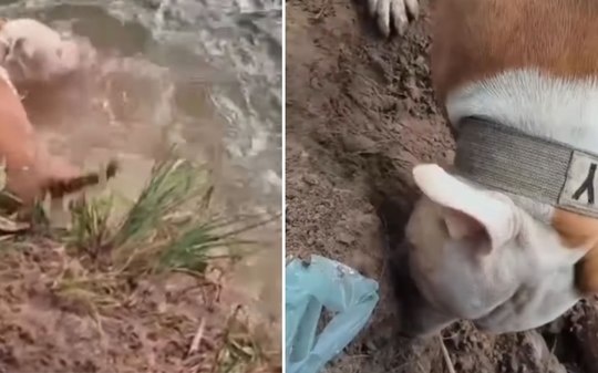 Cachorro vai pescar com tutor e acaba dentro do rio