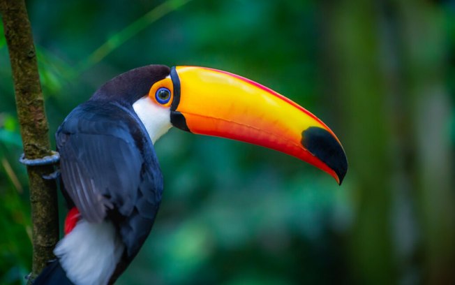 10 espécies de animais fascinantes que habitam a Floresta Amazônica