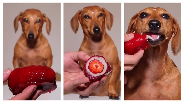Influenciador cria receita de "morango do amor" para pets