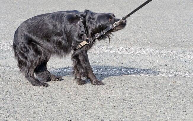 As reações do cachorro com medo podem ser perigosas